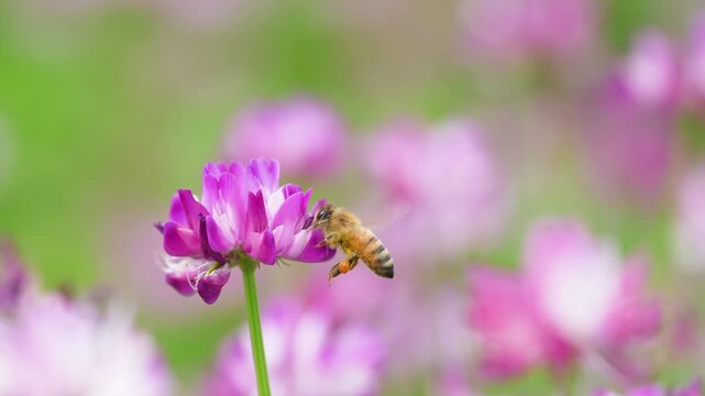 春の自然風景 ミツバチの飛行とレンゲ草