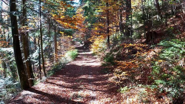 Filming from a drone flight of the forest and a path strewn with leaves in the Ukrainian mountains