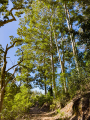 Fototapeta premium Mysterious hiking trail path through dense mountain forest