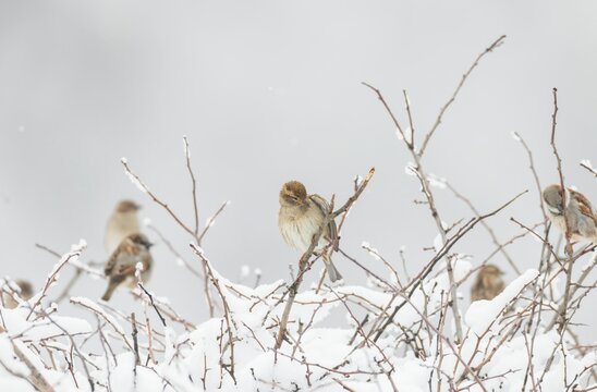 Sparrows are gathered on thin branches, their feathers fluffed against the chill of a snowy landscape. A peaceful scene unfolds on a tranquil winter morning, enveloped in soft white beauty