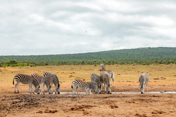 Obraz premium Zebra in Addo Elephant Safari Park
