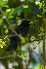 Fototapeta premium Blackbird perched on branch amid green leaves