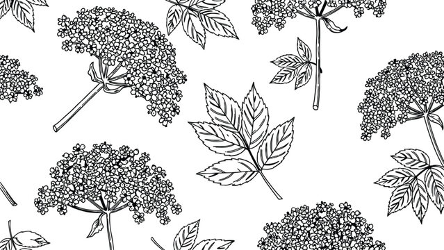 Black and white elderberry flowers with green leaves on white background seamless pattern. botanical illustration with blooming garden plant.