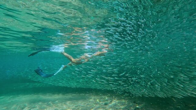 Girl with long pigtail in white snorkeling gear watching an endlessly long, solid river of Atherina fish at spawning boom. Silvering chain forms dense, living wall that stretches along coastline