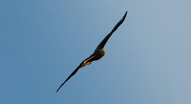 Flying birds