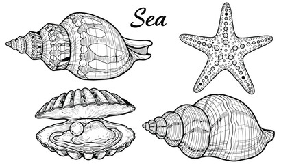 Sea life collection coloring page with shells starfish and oyster with pearl in hand drawn engraving style for marine biology and ocean themed designs. © hossain