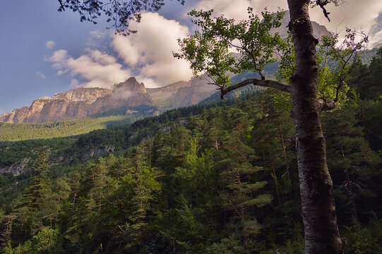 Bosque de pinos y paredes del ca&ntilde;&oacute;n de Ordesa, Pirineo Aragon&eacute;s, Espa&ntilde;a