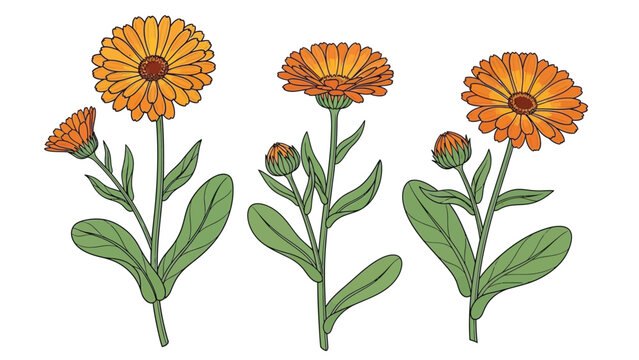 Set of three colorful calendula flowers in full bloom and budding stages, with green leaves and stems, illustrating botanical beauty and natural growth.