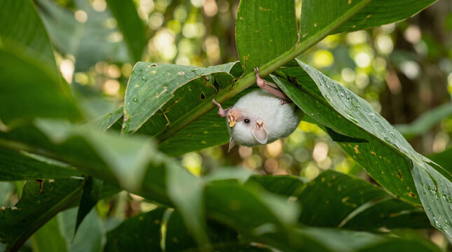 Honduran white bat hidden in tropical foliage