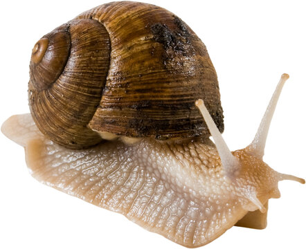 Snail crawling on a flat surface in a simple setting during daylight hours with natural light shining on its shell
