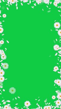 white daisies flower and petals border frame green screen animation,chroma key cosmetic beauty and wave isolated vertical social media motion design element