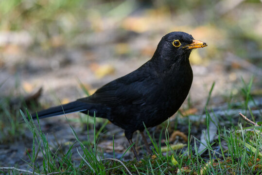 European blackbird on grass with orange beak