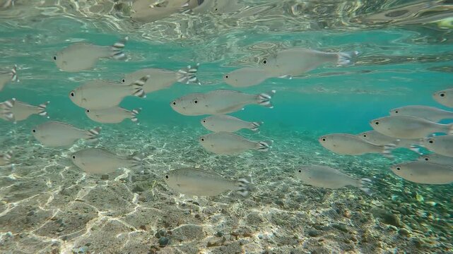 Close-up, school of Flagtail fish swim on sandy-stoned shallow water sparkling in bright sunlight. Striped flagfish or Five-stripped Flagfish (Kuhlia mugil)