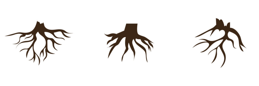 Tree Roots Silhouette Icon . Tree root systems in different shapes, symbolizing growth, nature, foundation, and organic underground structures.