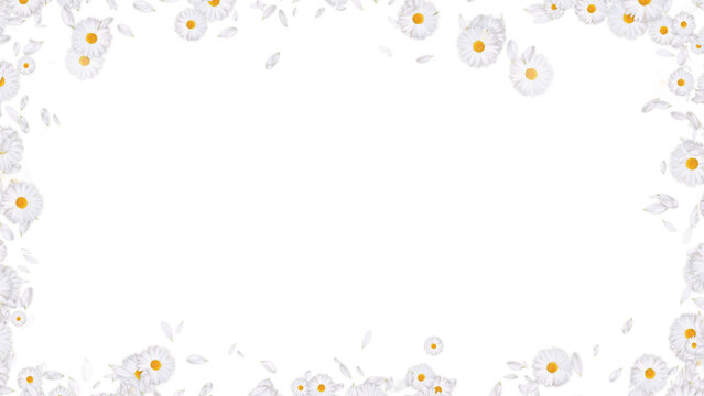 white daisies flower and petals border frame on transparent background,png cosmetic beauty and wave isolated social media design element