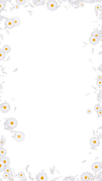 white daisies flower and petals border frame on transparent background,png cosmetic beauty and wave isolated vertical social media design element