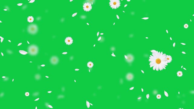 white daisies flower and petals falling on green screen animation,chroma key cosmetic beauty and wave isolated social media motion design element