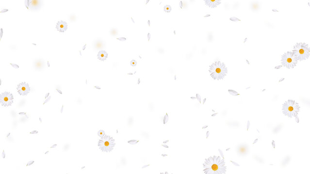 white daisies flower and petals pattern on transparent background,png cosmetic beauty and wave isolated social media motion design element