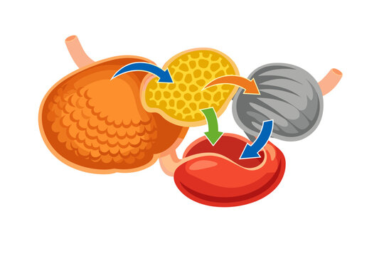 Scientific Diagram of a Ruminant Multi-Chambered Digestive System Showing the Rumen, Reticulum, Omasum, and Abomasum with Directional Arrows for Food Flow in Cattle, Sheep, and Goats. Vector Art.