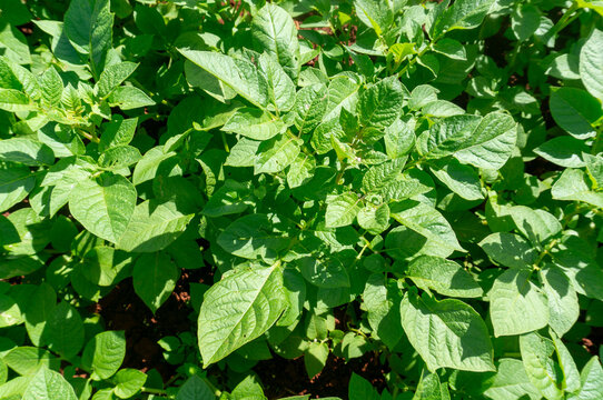 Potato plants grown during the rainy season in Don Duong, Lam Dong. Healthy potato plants and potato plants infected with late blight and powdery mildew affecting the leaves are shown in close-up shot