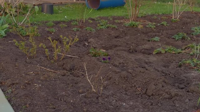 Seeds sprout into vibrant green stems. Delicate seedlings push through moist soil in slow motion. Lush young sprouts develop in damp earth with intricate slow motion details