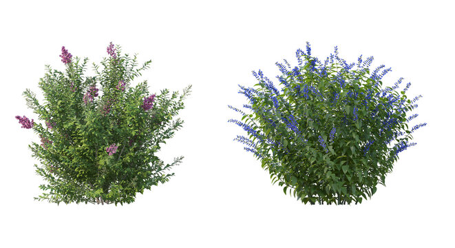 Blooming Pink Crepe Myrtle Lagerstroemia Indica Shrub, Lush Garden Flowering Plant Bush Isolated on White Background for Architectural Visualization