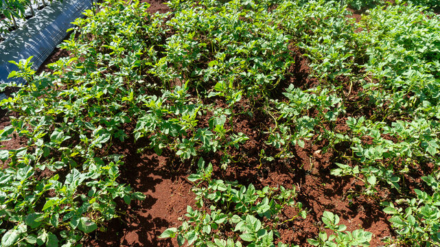 Potato plants grown during the rainy season in Don Duong, Lam Dong. Healthy potato plants and potato plants infected with late blight and powdery mildew affecting the leaves are shown in close-up shot