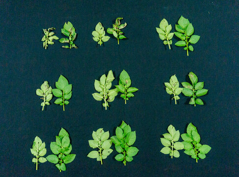 Potato plants grown during the rainy season in Don Duong, Lam Dong. Healthy potato plants and potato plants infected with late blight and powdery mildew affecting the leaves are shown in close-up shot
