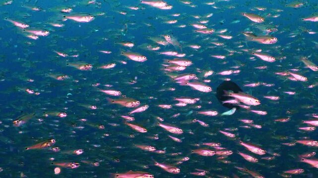 海底を埋め尽くす魚の壁（クロホシイシモチの超密集大群）