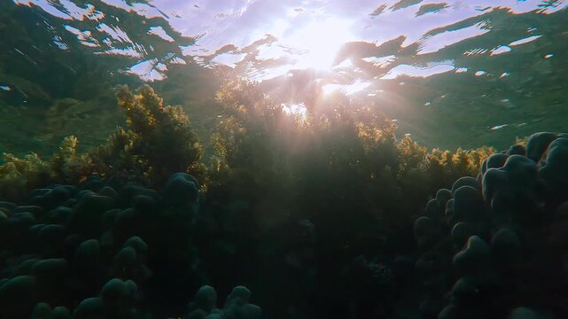 Sargassum algae on top of coral reef, reflected in surface of water in sunbeams, backlit by sun causes lens flare. Brown seaweed blankets hard corals in shallow under brightly sunshine