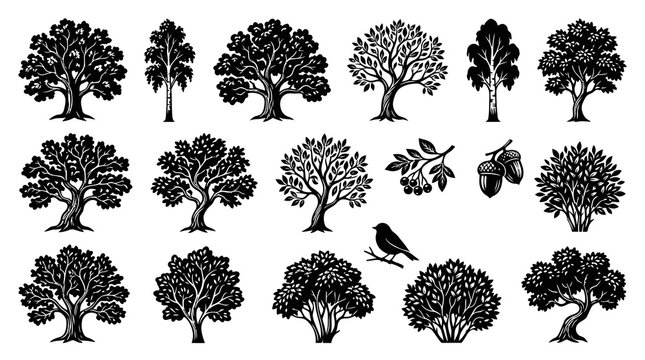 Black and White Vector Illustration of Various Trees, Bushes, Acorns and Bird