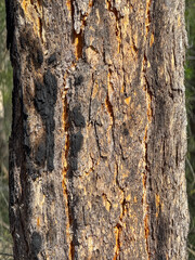 Obraz premium Ironbark Eucalyptus Bark Orange Fissures, Thirlmere Lakes National Park NSW Australia