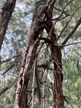 Peeling Native Tree Bark Red Underbark, Thirlmere Lakes National Park NSW Australia