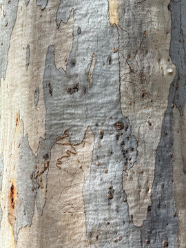 Scribbly Gum Eucalyptus Smooth Pale Bark, Thirlmere Lakes National Park NSW Australia