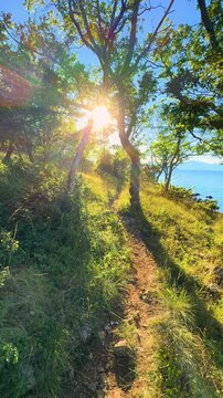 VERTICAL, LENS FLARE: Narrow coastal trail winds through sunlit grass and trees above the Adriatic Sea on Krk Island, Croatia. Peaceful Mediterranean landscape ideal for hiking and summer exploration.