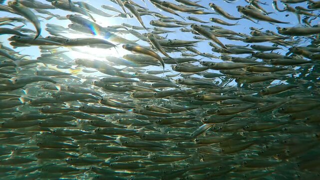 Vast school of Silversides Atherina sparkles in bright sunlight against blue sky, backlit by sun, bottom view. Small fish swims gleaming of vivid sunshine. Atherina swim in vibrant sunburst
