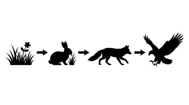 An illustration depicts a minimal animal food chain sequence with grass, rabbit, fox, and eagle.