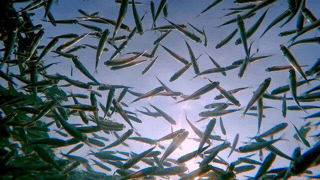 From bottom-up angle, Silversides Atherina swim below surface, their shapes made distinct by backlight from bright sunlight and blue sky. Small fish swims under top water and gleaming in sunbeams