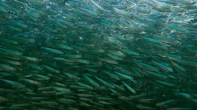 Silversides Atherina huddled together in vast school during spawning run time, swimming below surface, they silvering in sunburst. Mass of fish at spawn season crammed together, silvered in sun glare.