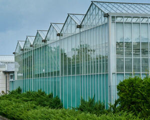Obraz premium Growing wonders inside a modern greenhouse with a lively green surrounding