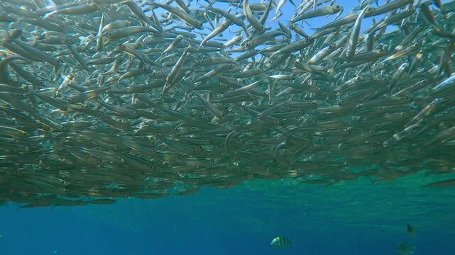 Plural Hardyhead Silversides, luminous and shimmering in sunlight, collect in blue water swims under surface. Shoal of Atherina silvering in sun rays float on shallows prior to spawning run