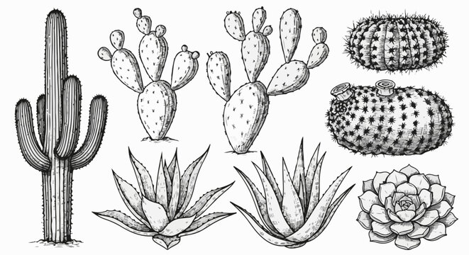 Succulent Sketch Images  Browse 118,074 Stock Photos, Vectors, and Video |  Adobe Stock