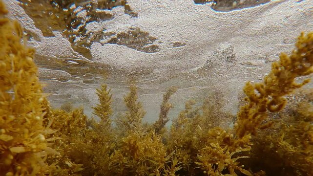 Big, frothy waves roll on waving brown sargassum seaweed, many air bubbles float above algae once waves passes. Underwater scene of algae swaying under waves on shallows, showing raw power of ocean