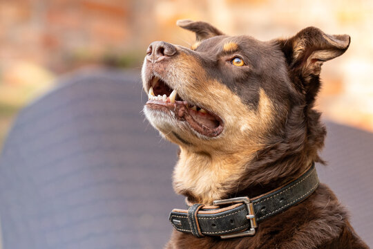 Ein aufmerksamer Hund