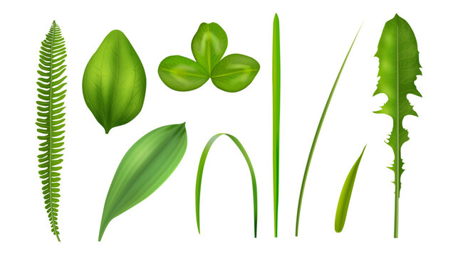 Grass leaves collection. Vector isolated realistic clover, fern and dandelion, calla and lily of valley, wheatgrass and ryegrass foliage. Botanical variety for design assets and texture based visuals