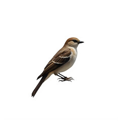 Fototapeta premium Small brown songbird illustration with vintage dotted halftone texture effect