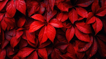 Fototapeta premium Vibrant red leaves covered in dew drops create a dense natural texture.