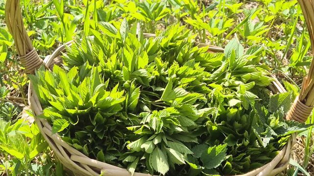 Close up of fresh wild greens in wicker basket, camera slowly pulling back to reveal sunny meadow. Natural organic spring harvest and healthy nutrition concept