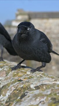 Jackdaw (Corvus monedula) eating seeds from a wall in closeup. April, Kent, UK [Half speed] Vertical