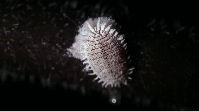 Crawling mealybugs